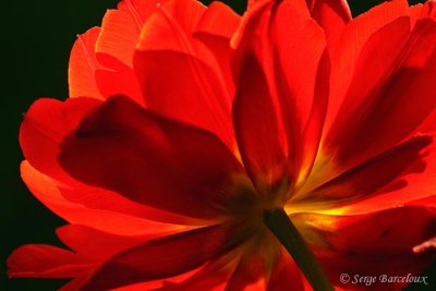 Tulipe en contre-jour