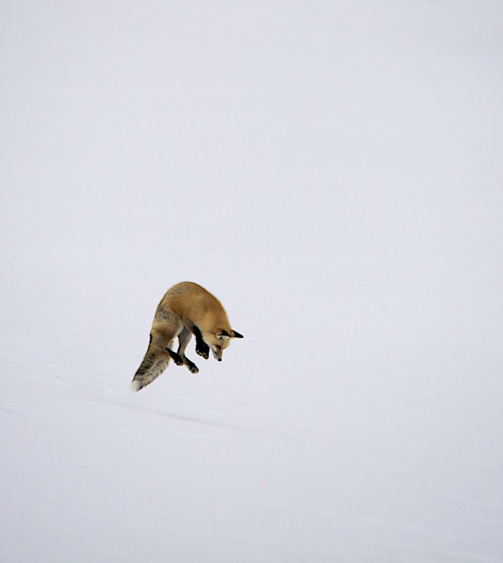 Red Fox Mousing.jpg
