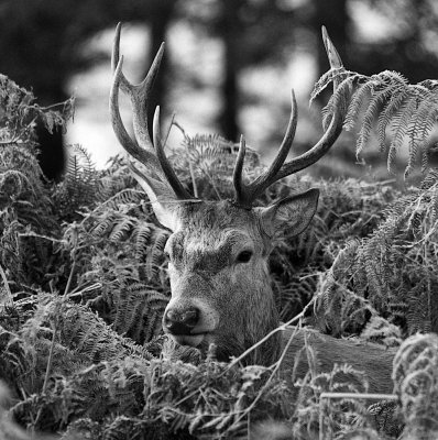 BW-Red-Deer-Stag-in-the-Cold.jpg