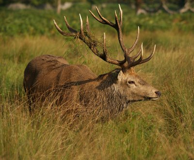 bushy_park_2011