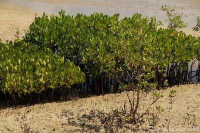 Mangroves 17.jpg