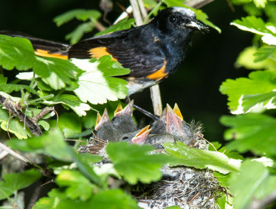 American Redstart-1.jpg