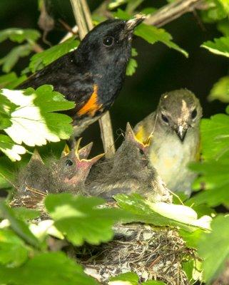 American Redstart-2.jpg