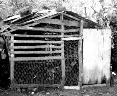 Chicken Coop