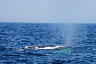 whale 4x6 DSC_3128.JPG