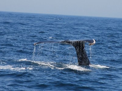 whale 3x4 DSC_3130.JPG