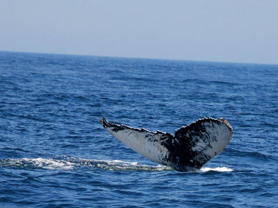 whale 3x4 DSC_3132.JPG