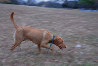 KC running 4x6 DSC_3927.JPG