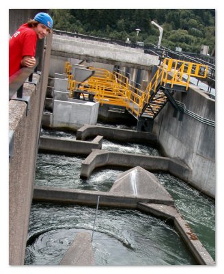 N at Bradford Island Fish Ladder