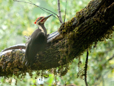 peliated woodpecker