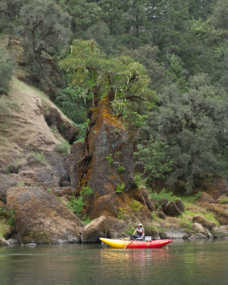 bonzai tree & raft / Rogue River