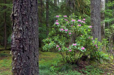 Wild Native Rhododendron 