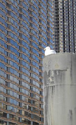 New York Seagull 