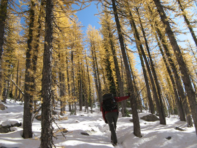Larch Forest