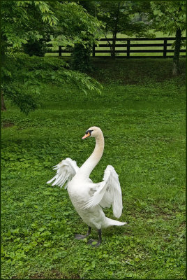 swan7253.jpg