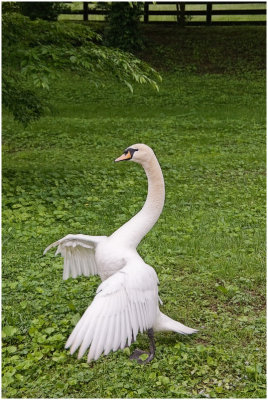swan7251.jpg