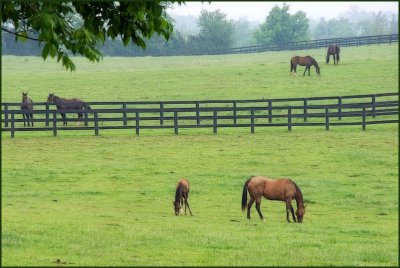 horses7107.jpg