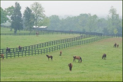 horses7082.jpg