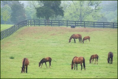 horses7066.jpg