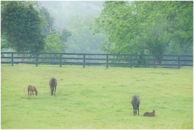 horses7060.jpg