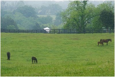 horses7048.jpg