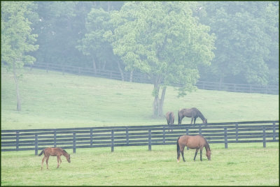horses7002.jpg