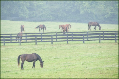 horses6998.jpg