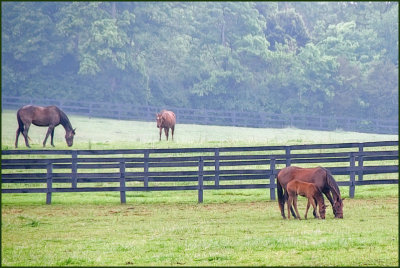 horses6997.jpg