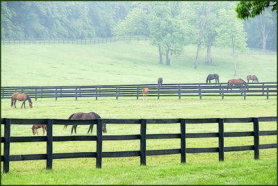 horses6992.jpg