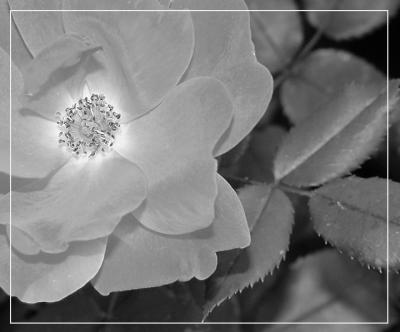 Red Flower blkwht 2 017.jpg