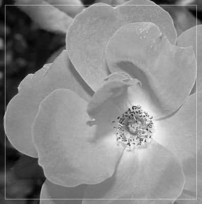 Red Flower blkwht 023.jpg