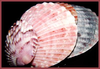 Shells 200.jpg