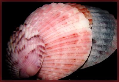 Shellsblur 200.jpg