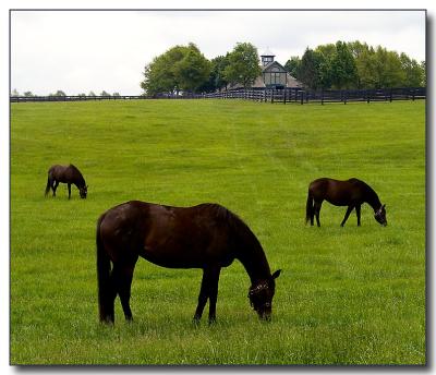 horses5353.jpg