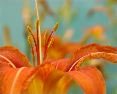 tiger lilly 1390.jpg