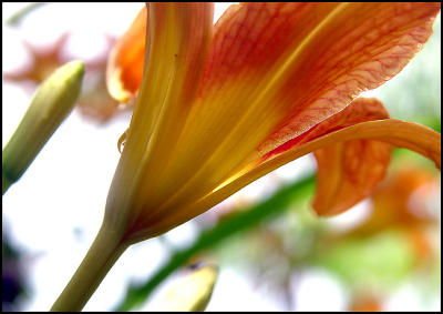 tiger lilly 1395.jpg