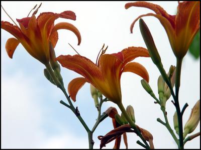 tiger lillys 1403.jpg