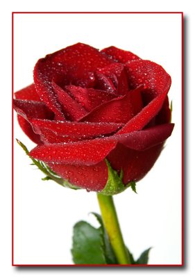 rose0887.jpg