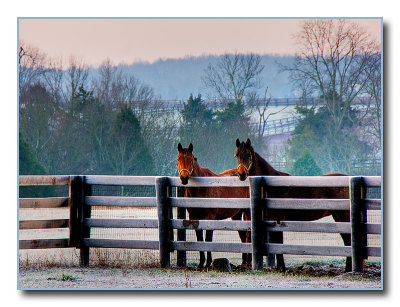 horses0901.jpg