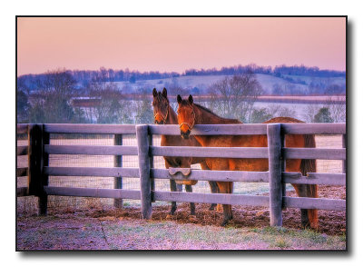 3horses0888.jpg