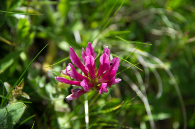 Regaliz de montaña (Trifolium alpinum)