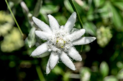 Edelweiss - flor de las nieves