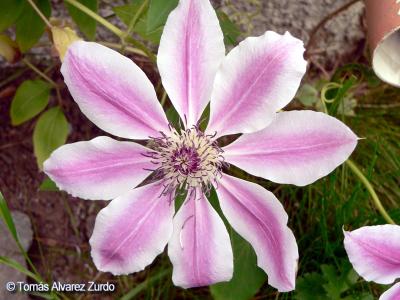 Clematis Hybrid 'Nelly Moser'