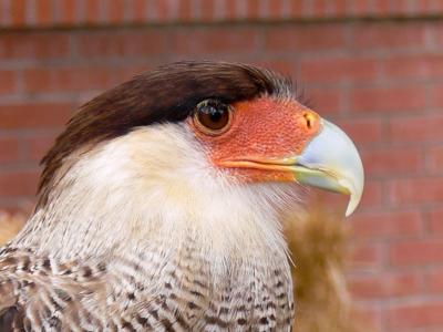 Caracara Moudo