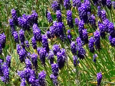 Muscari neglectum