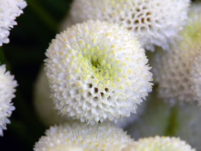 Chrysanthemum White Pom Pom