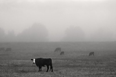 Cows, San Geronimo