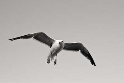 Seagull