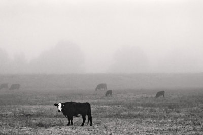 Cows, San Geronimo