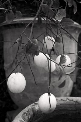 Lemon Tree and Vases, New Orleans